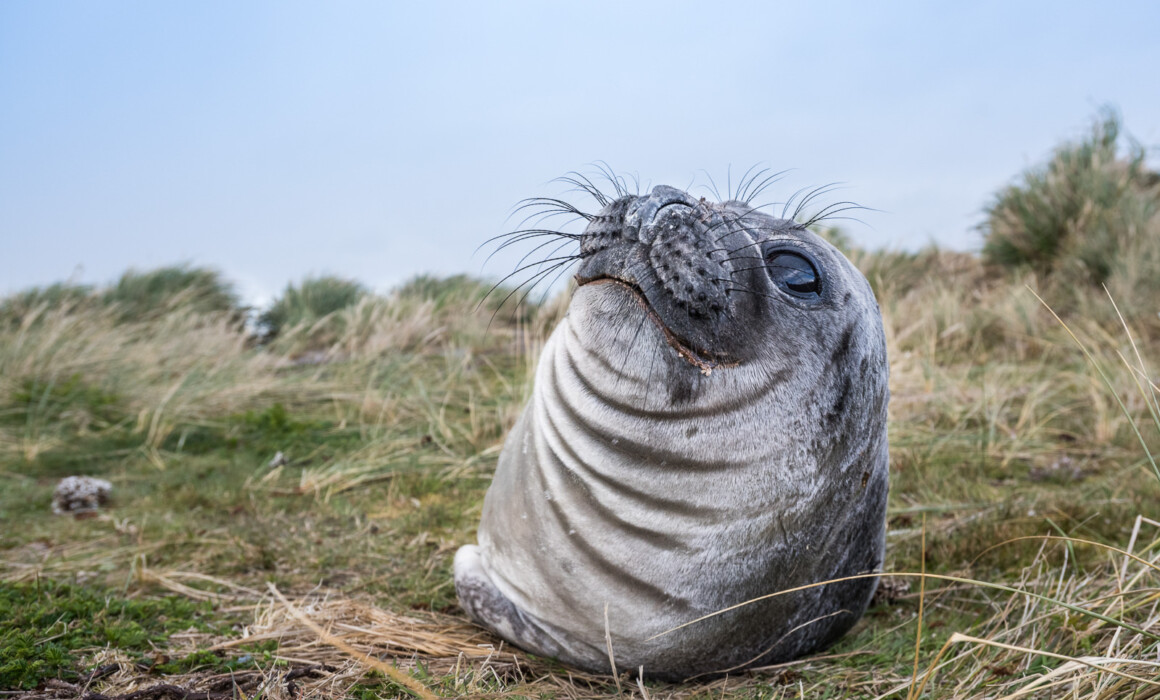 Juvenile Southern Elephant Seal, Falkland Islands