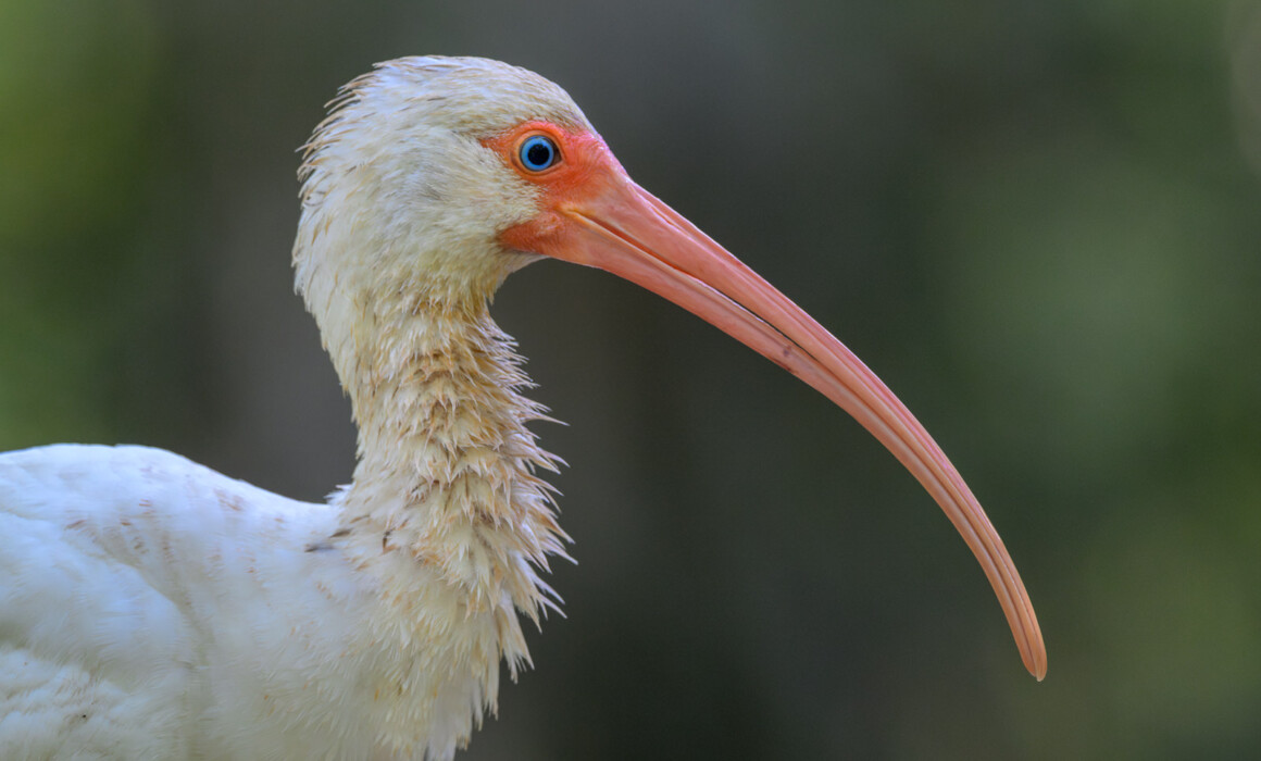 White Ibis, Florida