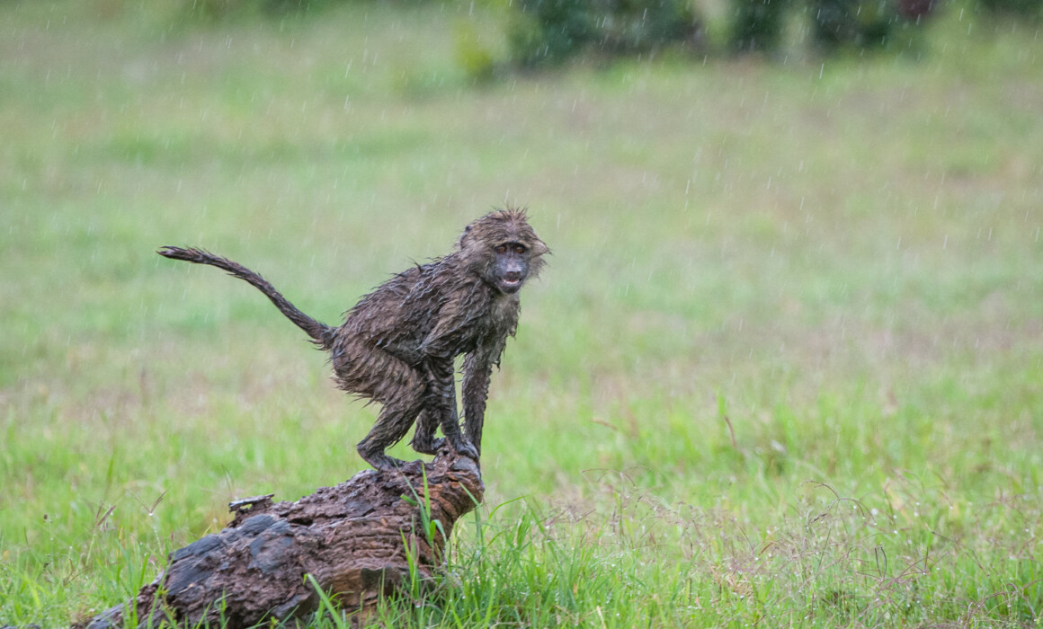 Baboon, Kenya