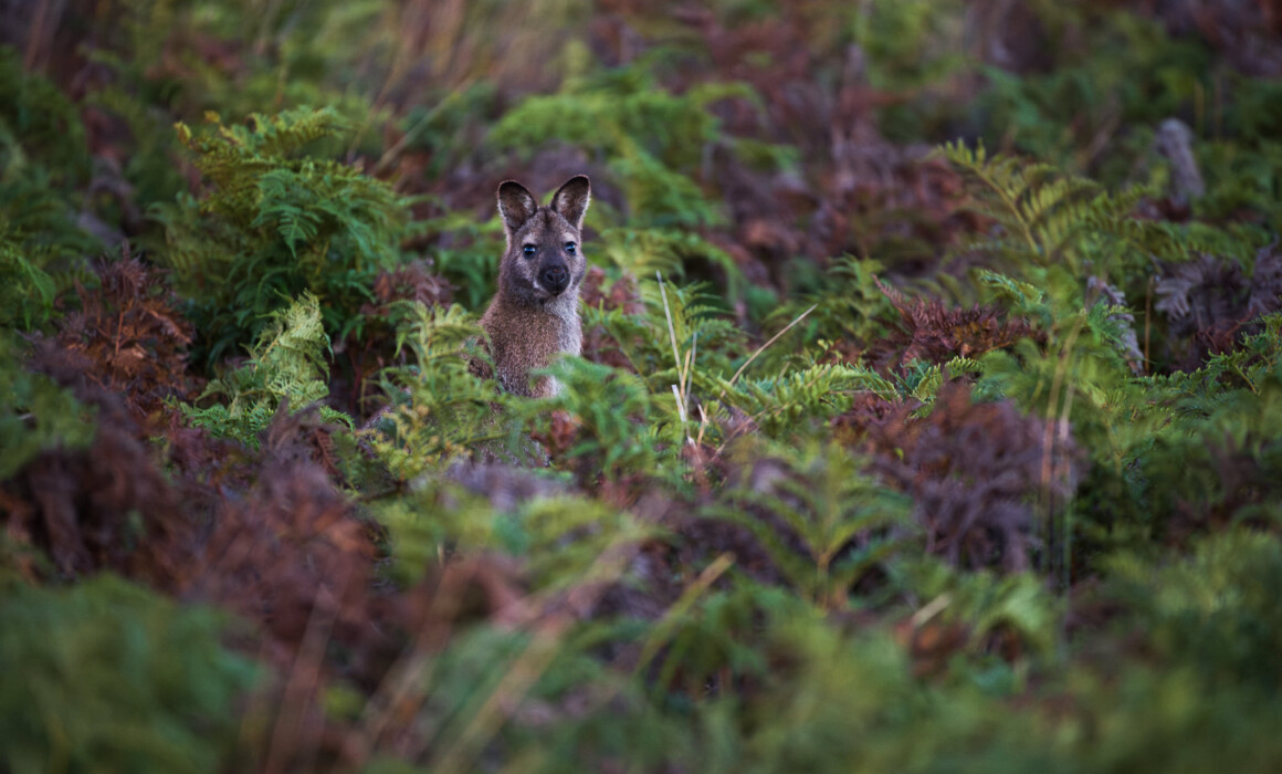 Bennett's Wallaby, Australia