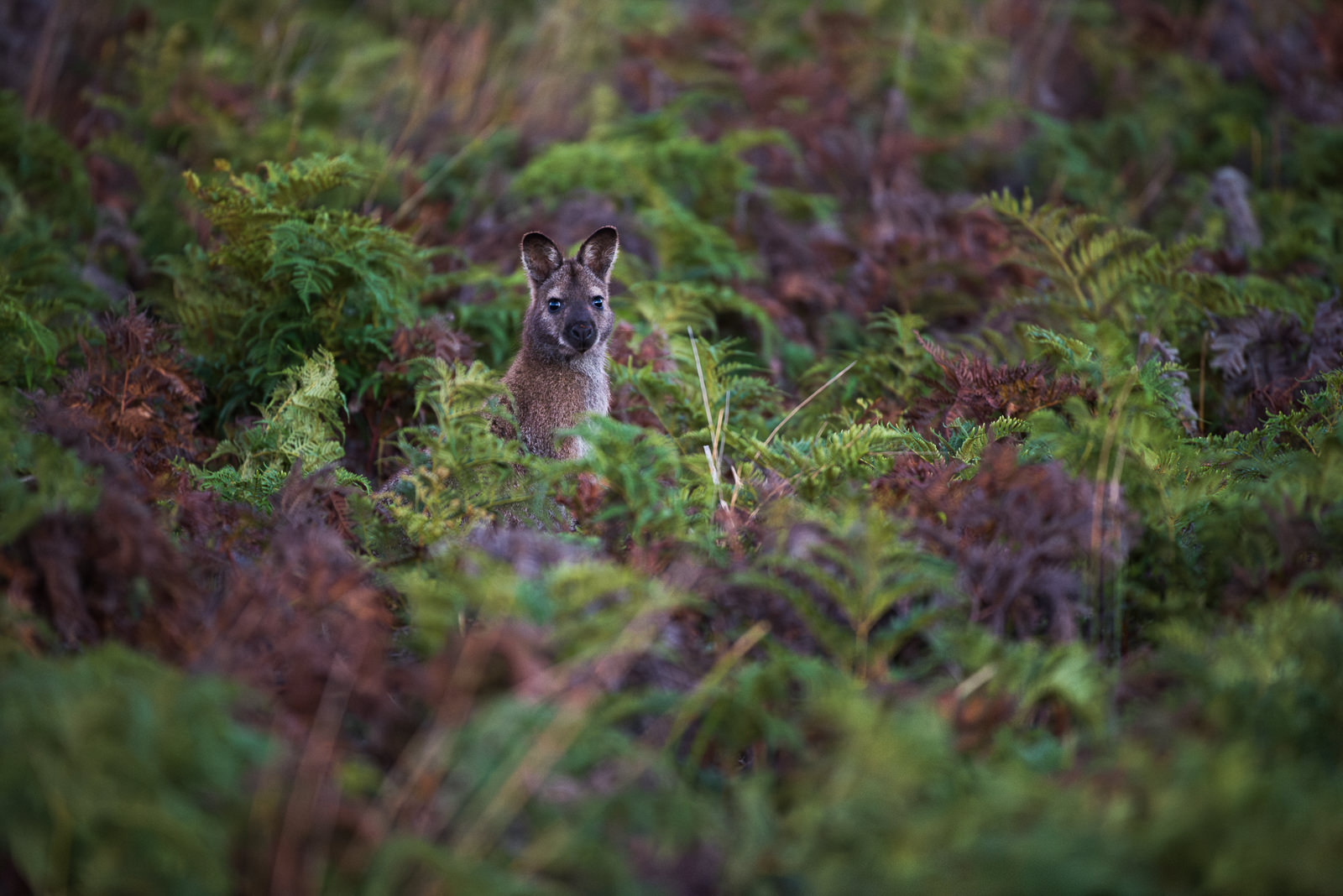 Bennett's Wallaby, Australia