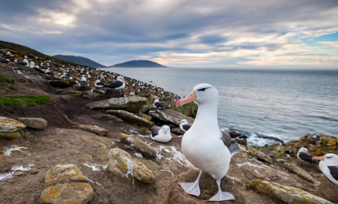 Browed Albatross, Falkland Islands