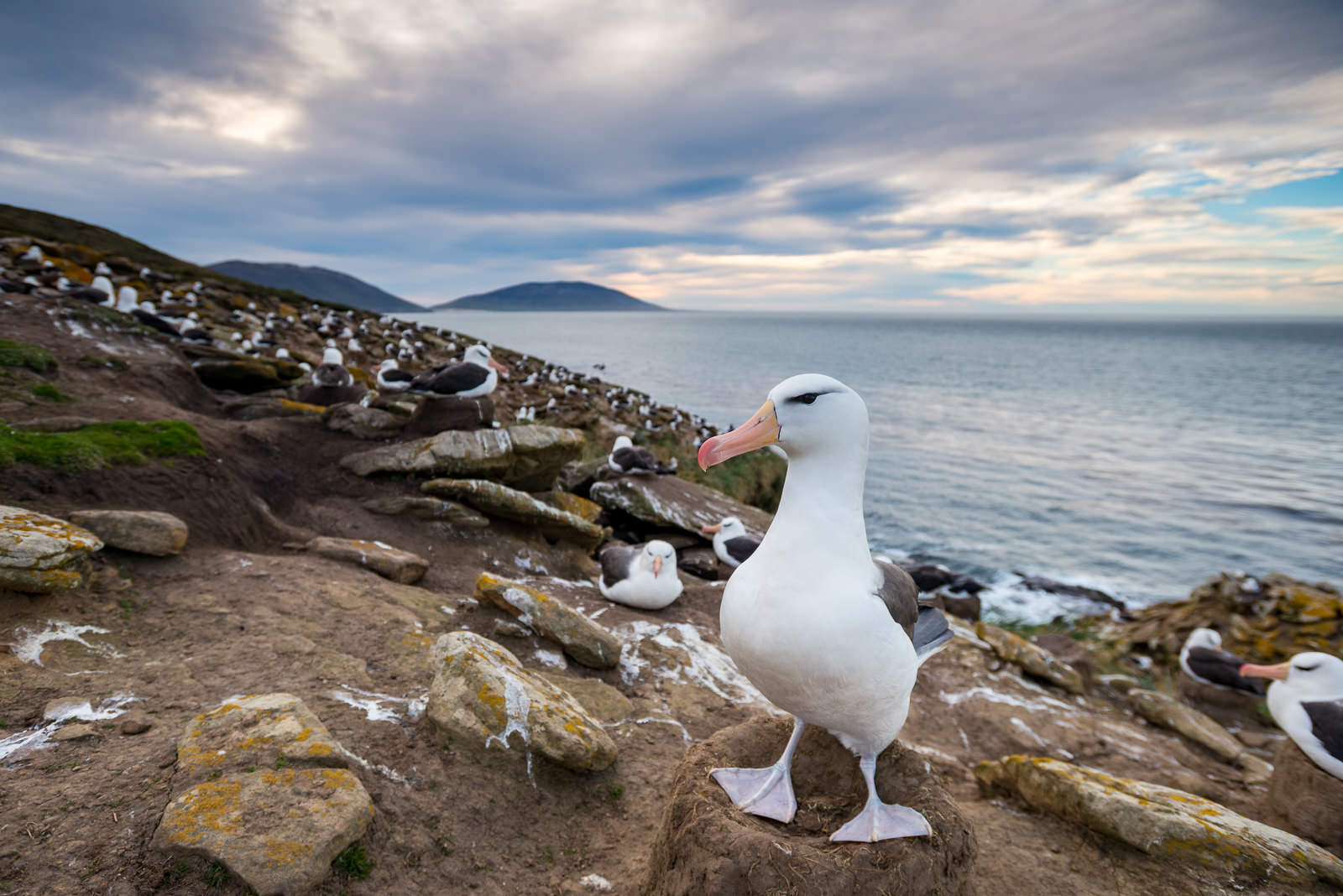 Browed Albatross, Falkland Islands
