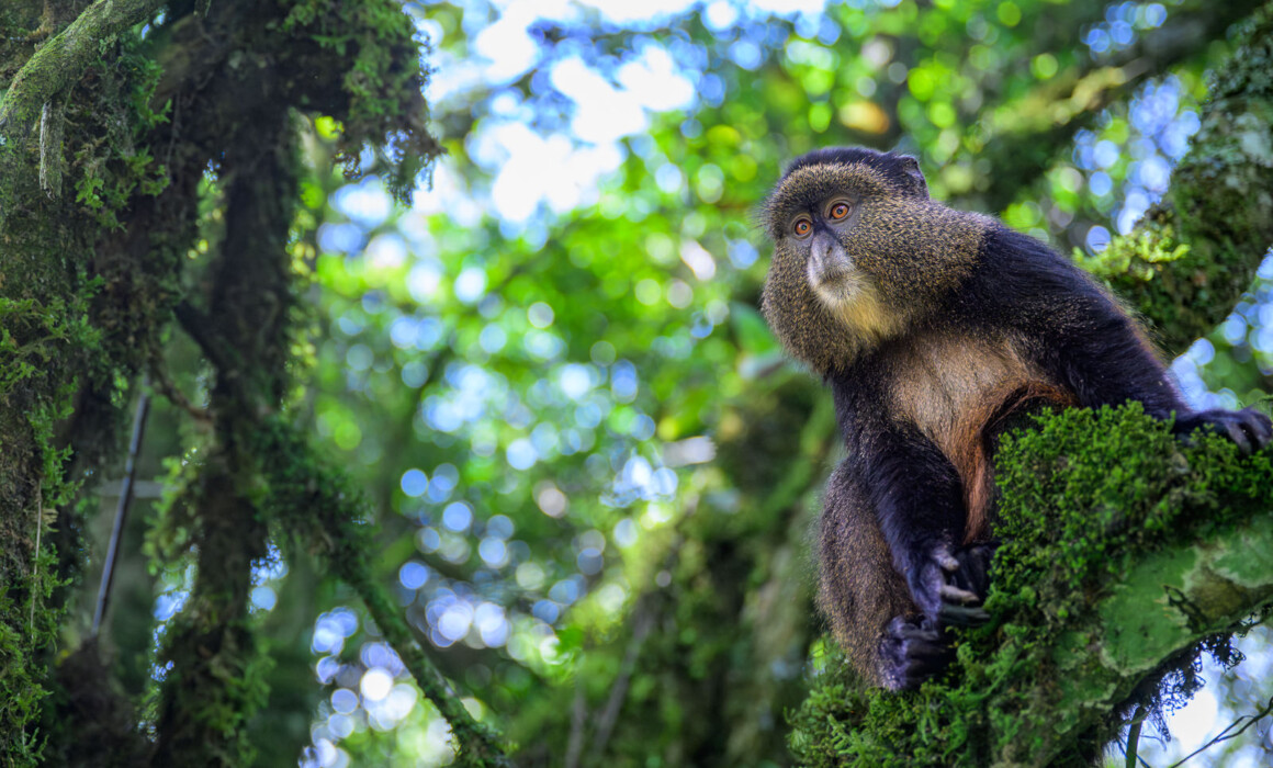 Golden Monkey, Uganda