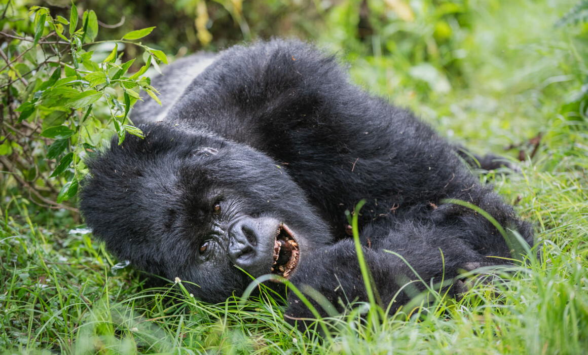 Silverback Mountain Gorilla, Uganda