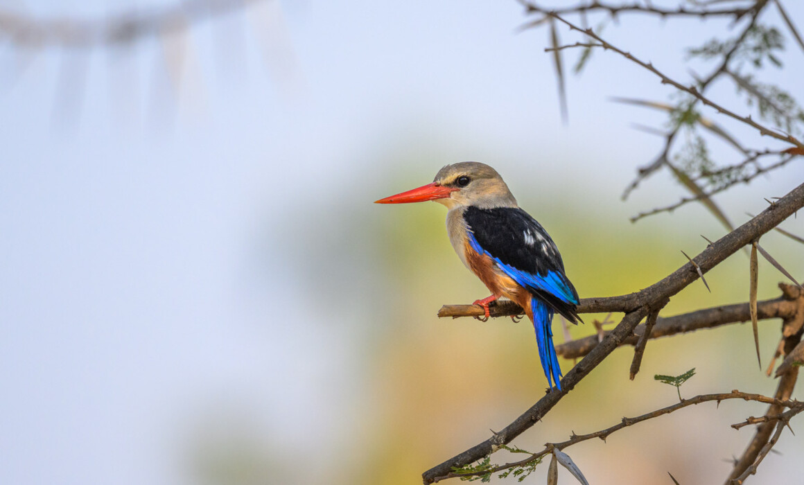 Grey-Headed Kingfisher, Kenya