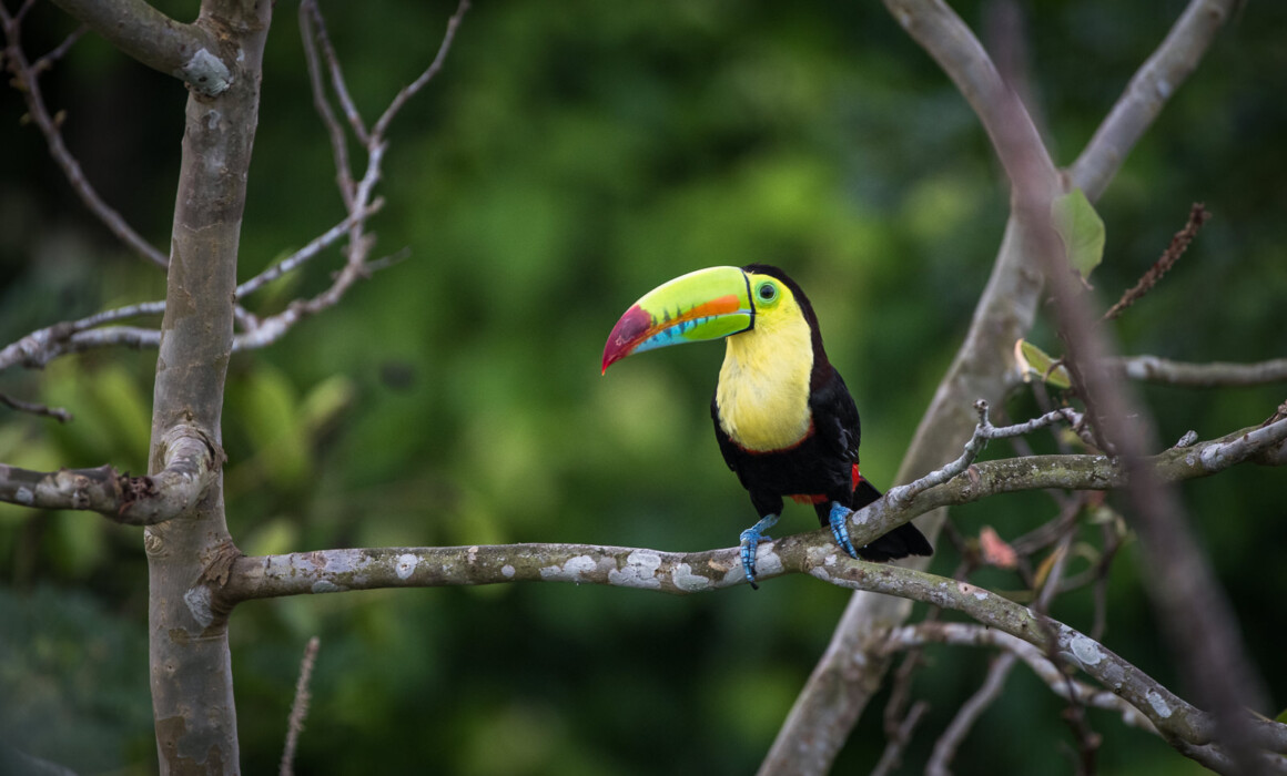 Keel-Billed Toucan, Panama