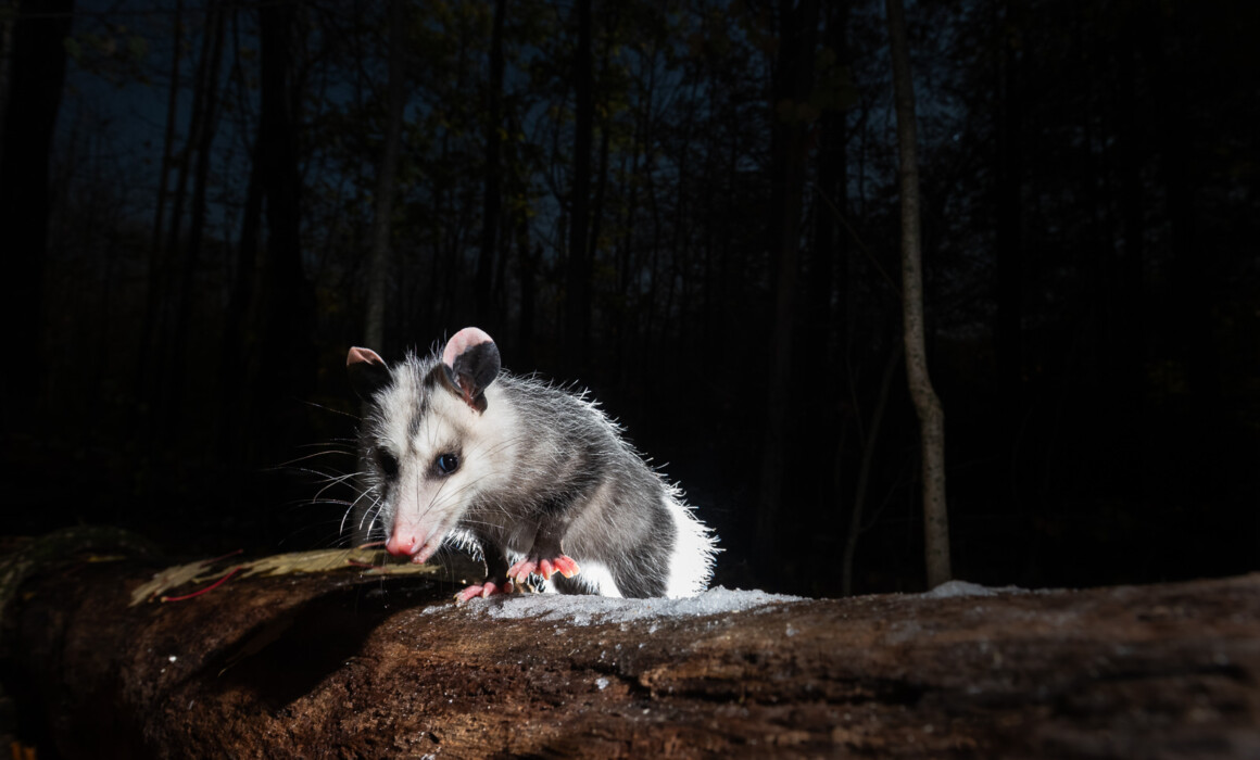 Virginia Opossum, Connecticut
