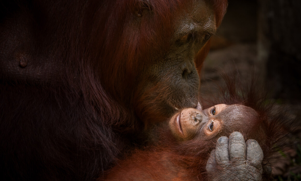 Orangutan Mother with Infant, Indonesia