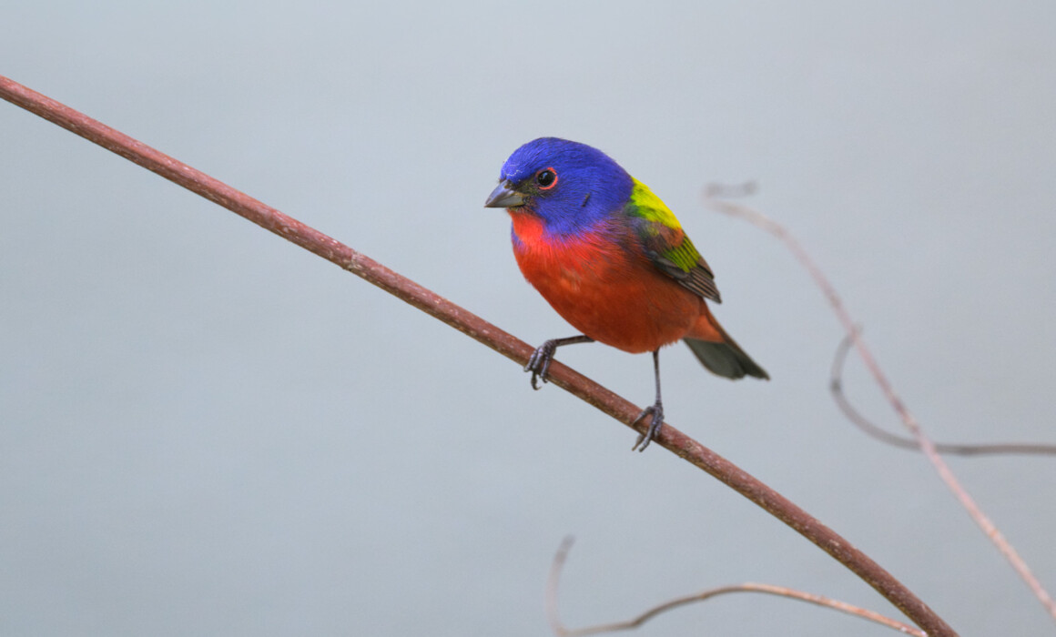 Painted Bunting, Florida
