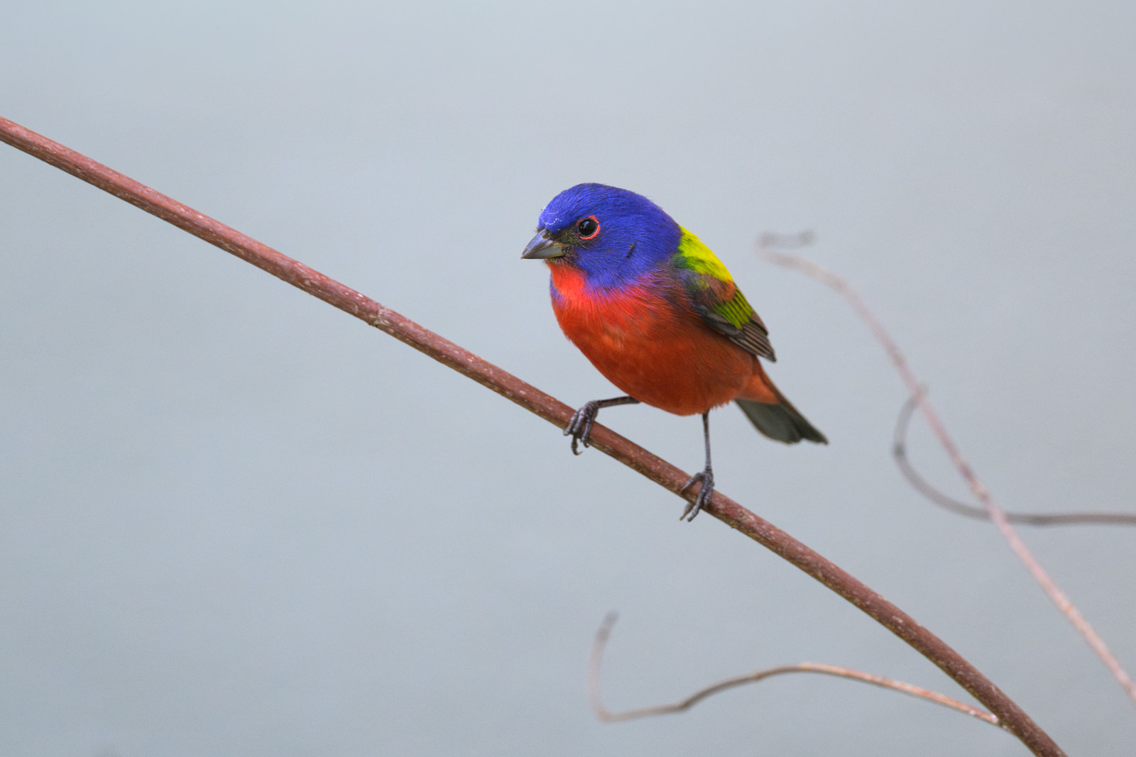 Painted Bunting, Florida