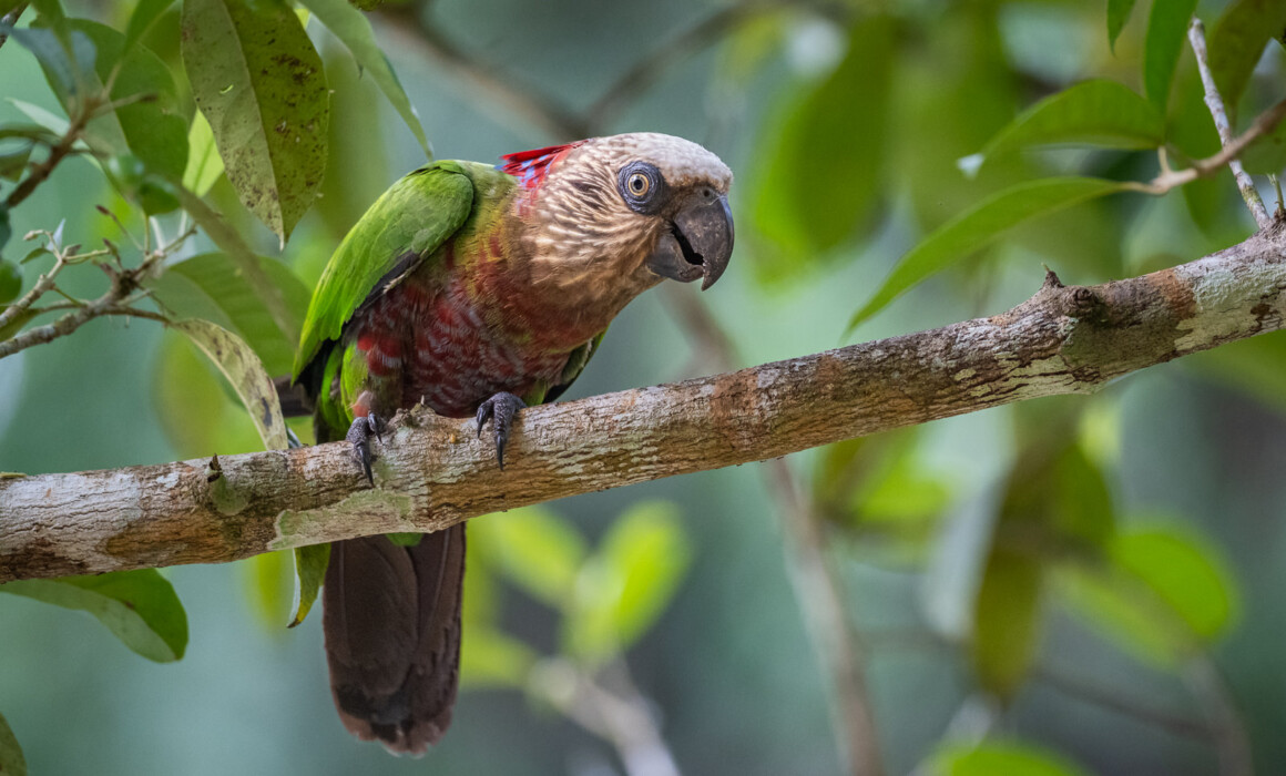Red-Fan Parrot, Guyana