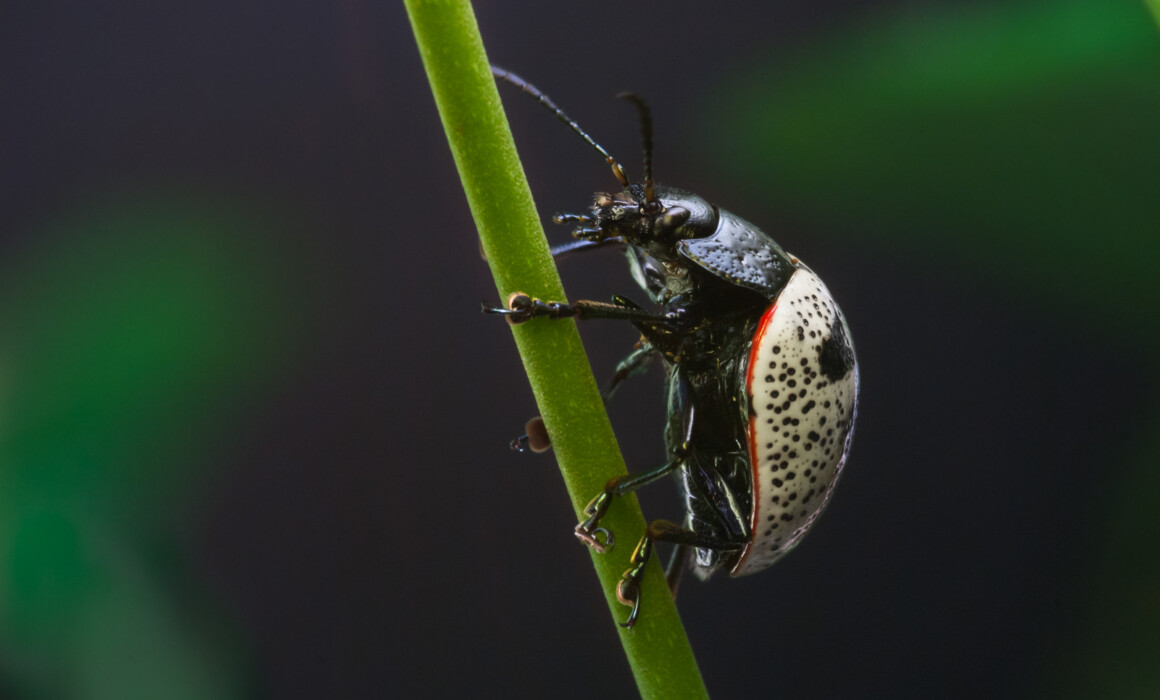 Leaf Beetle, Costa Rica