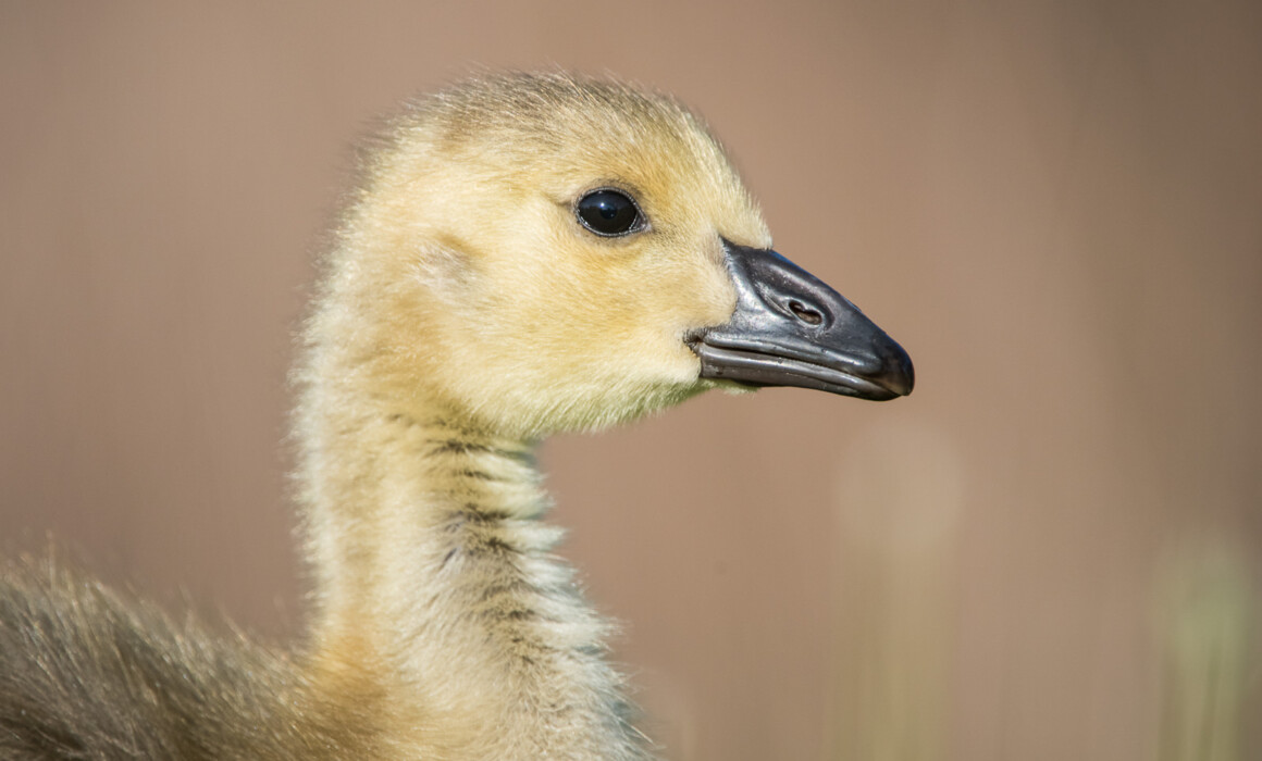 Canada Goose Chick, Toronto