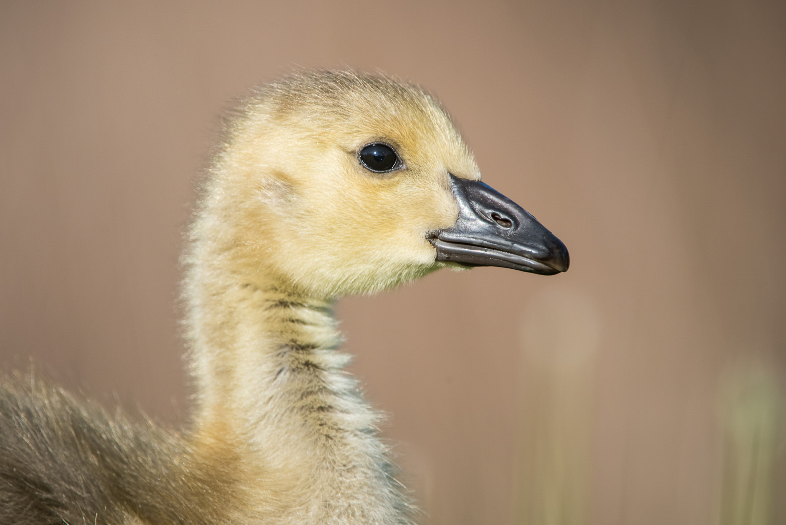 Canada Goose Chick, Toronto