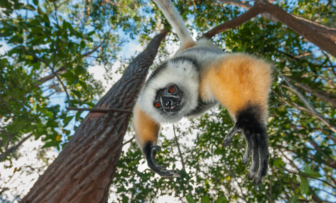 Diademed Sifaka Lemur, Madagascar