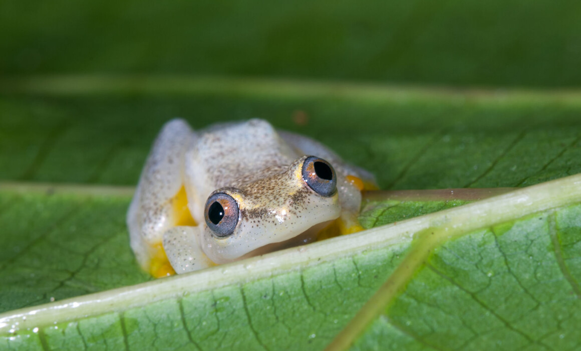 Heterixalus Betsileo, Madagascar
