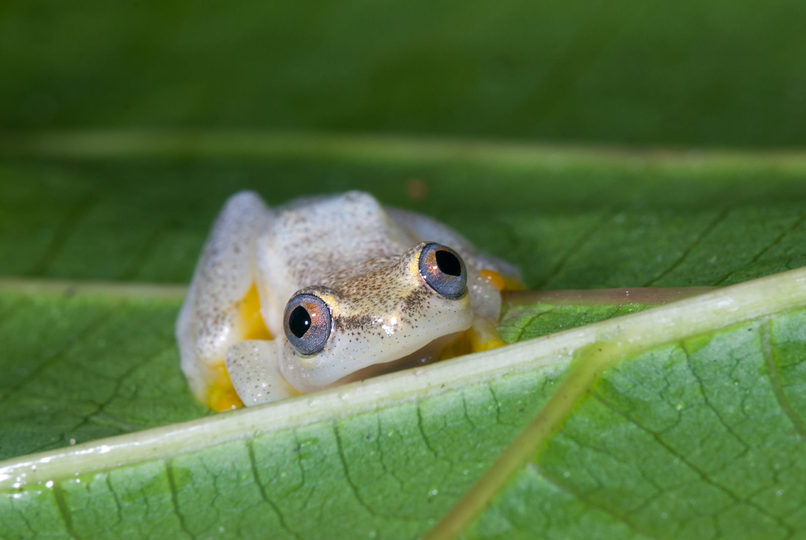 Heterixalus Betsileo, Madagascar