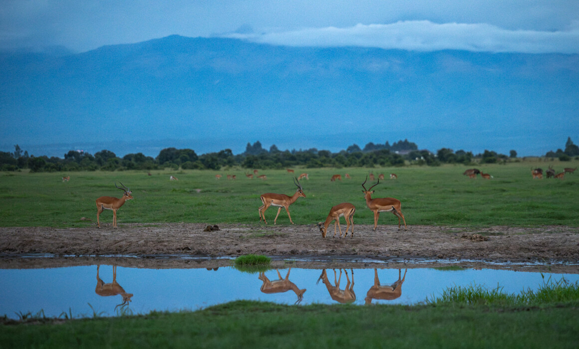Impala, Kenya