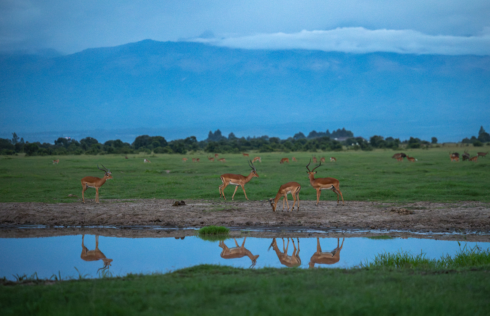 Impala, Kenya