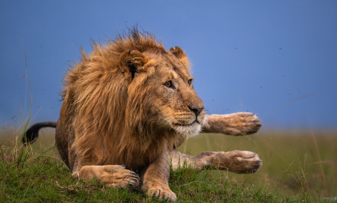 Male Lion, Kenya