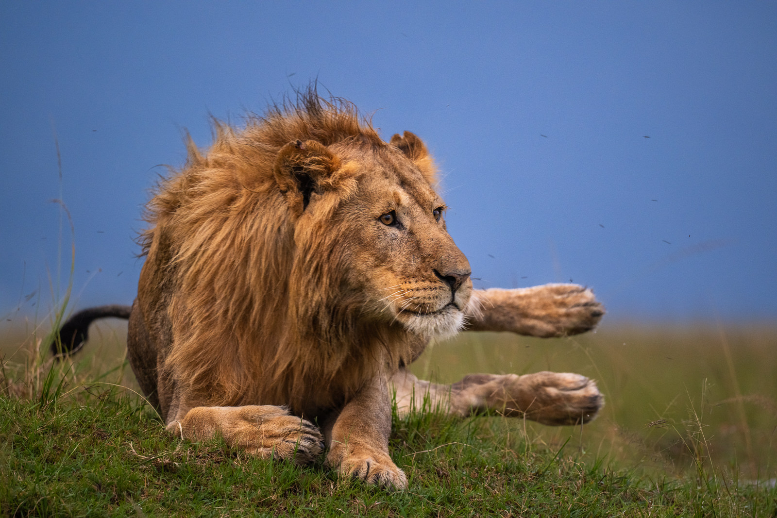 Male Lion, Kenya