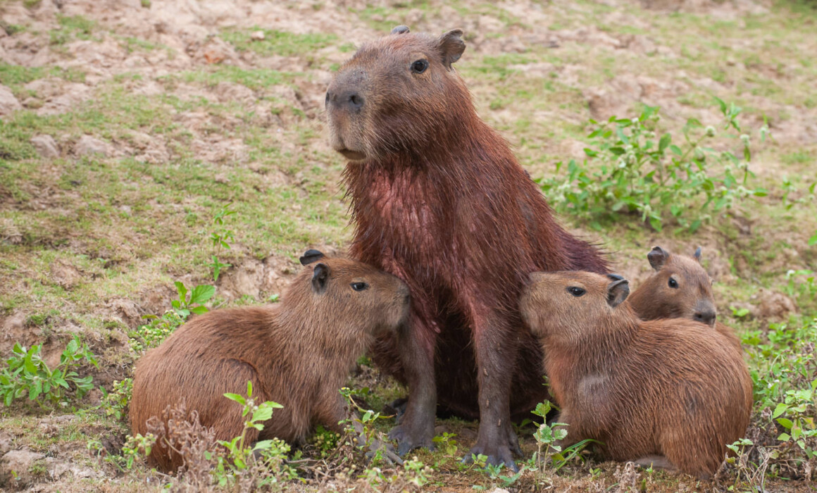 Nursing Capybara, Bolivia