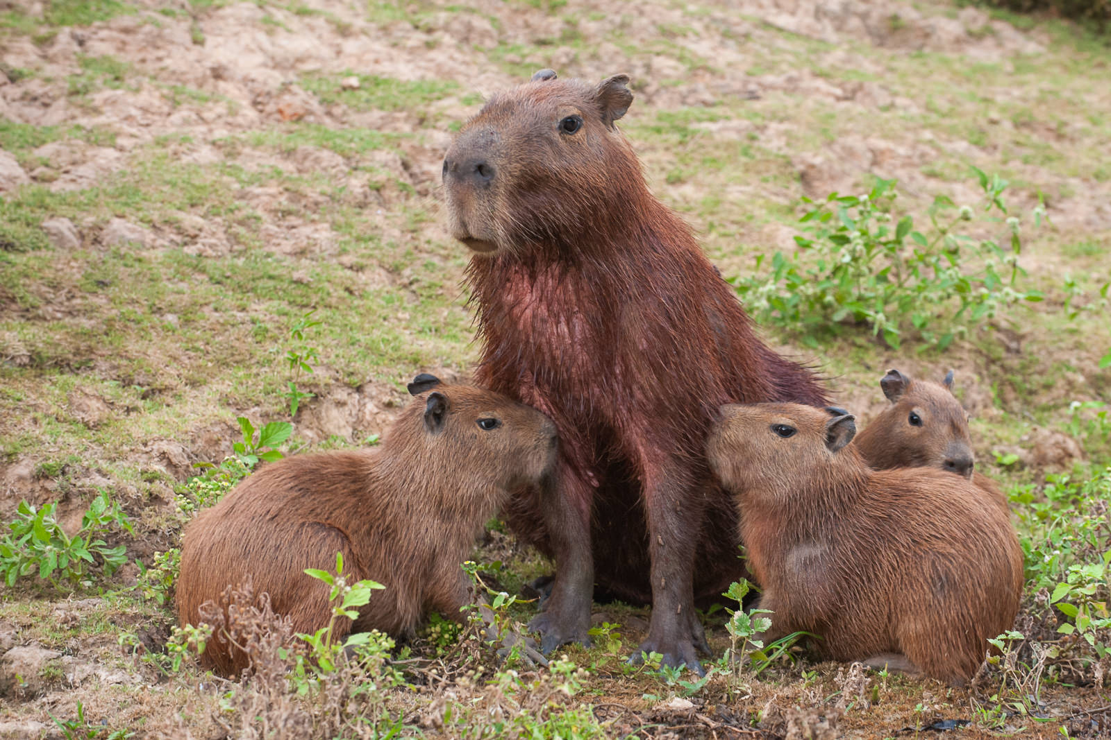 Nursing Capybara, Bolivia