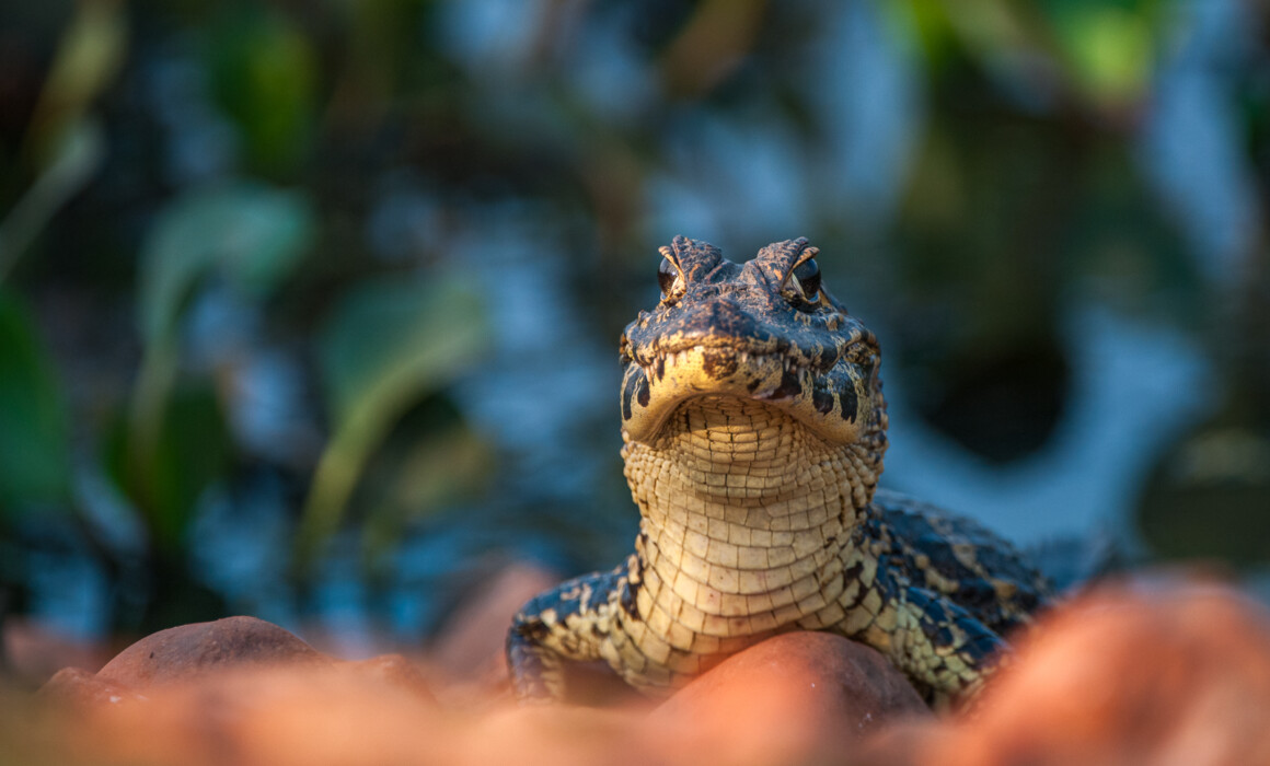Yacare Caiman, Brazil