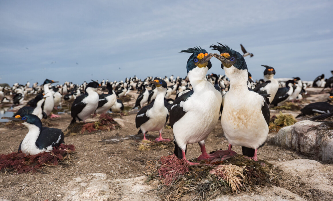 Imperial Cormorant, Falkland Islands