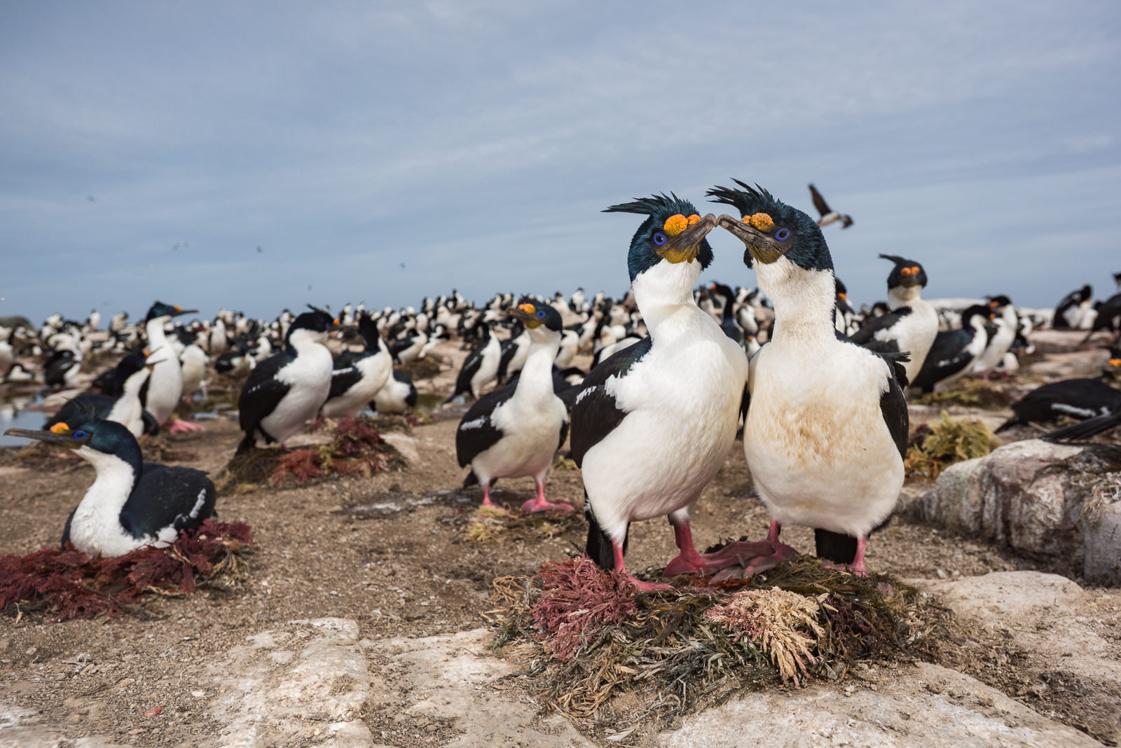 Imperial Cormorant, Falkland Islands