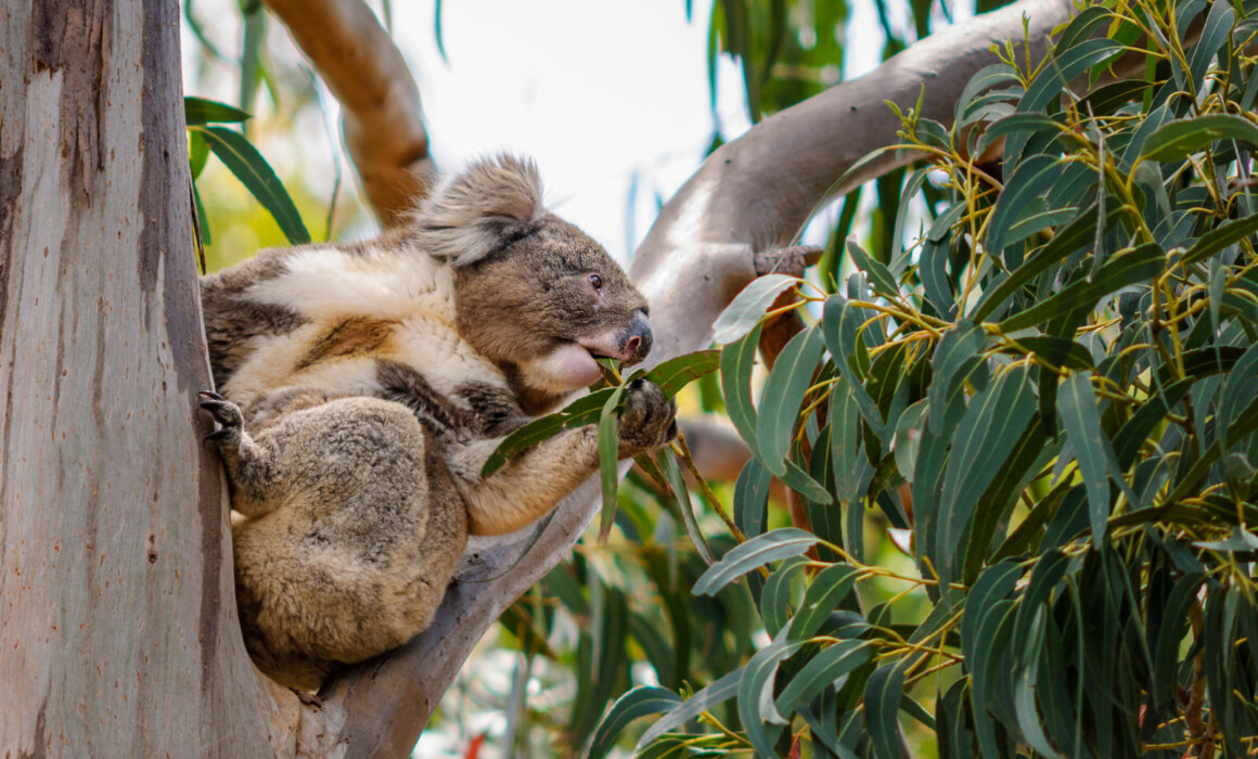 Koala, Australia