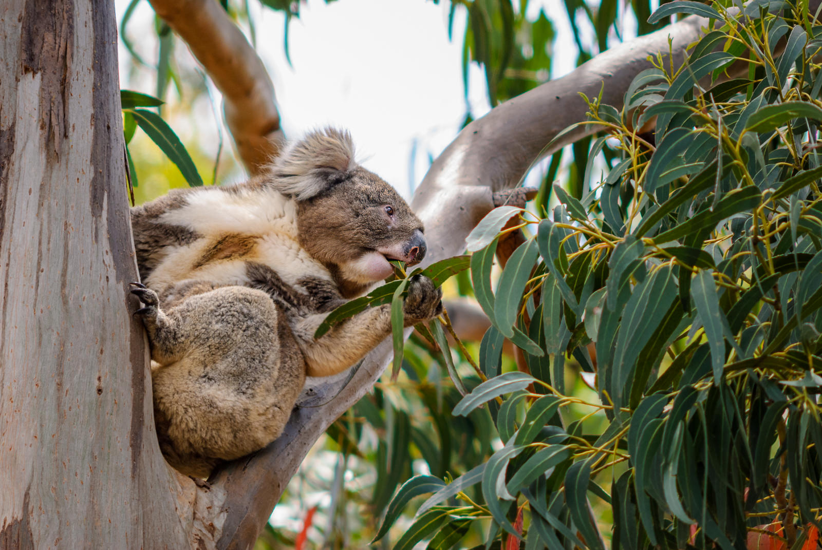 Koala, Australia