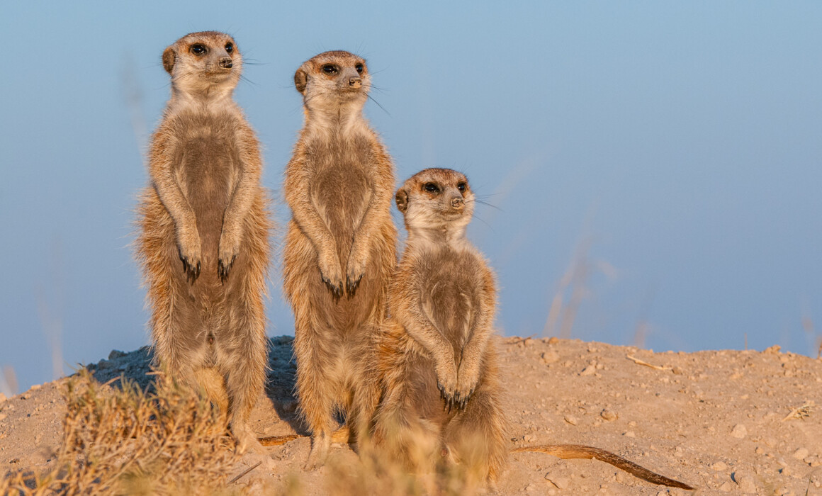 Meerkats, Botswana