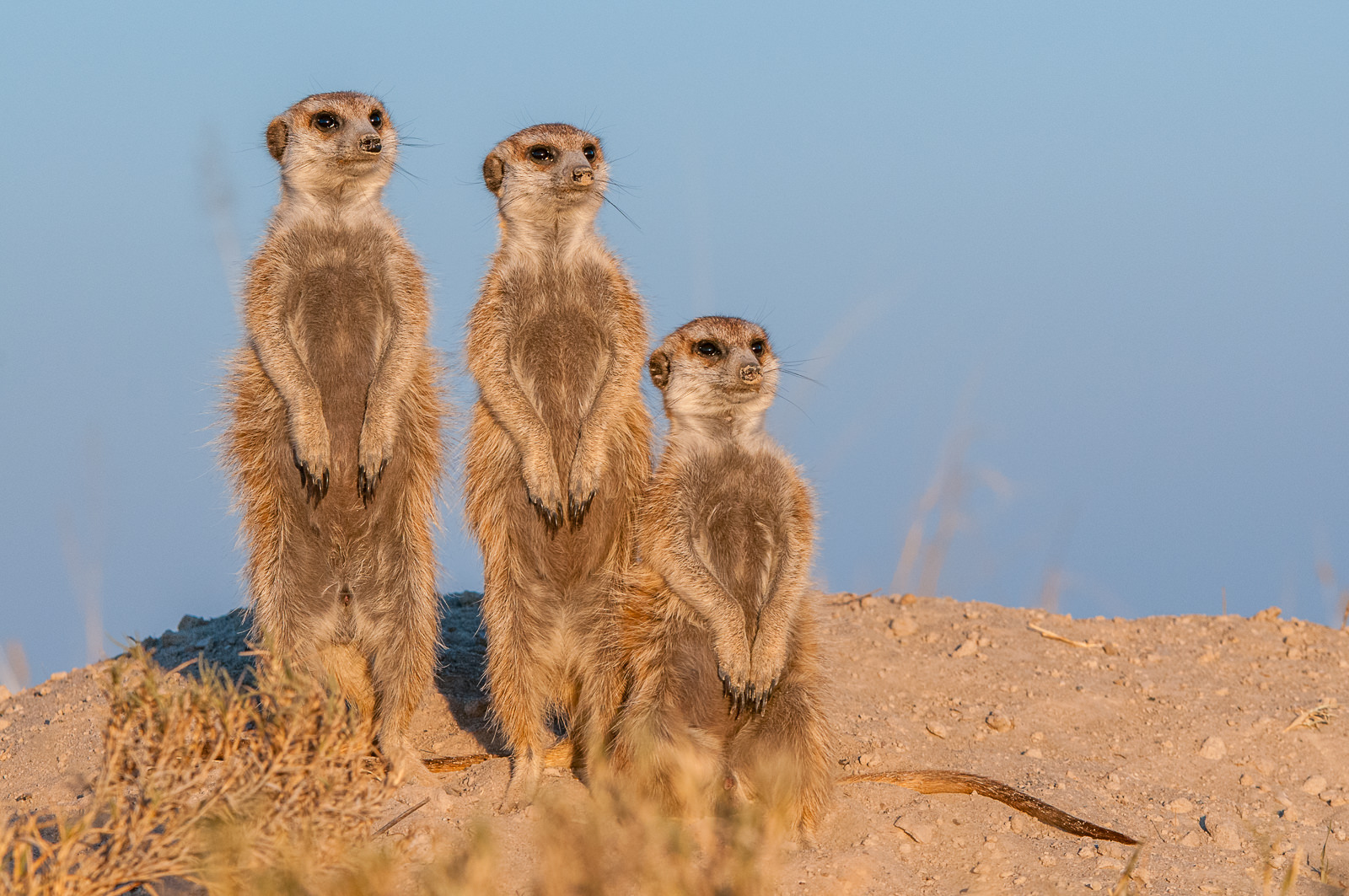Meerkats, Botswana