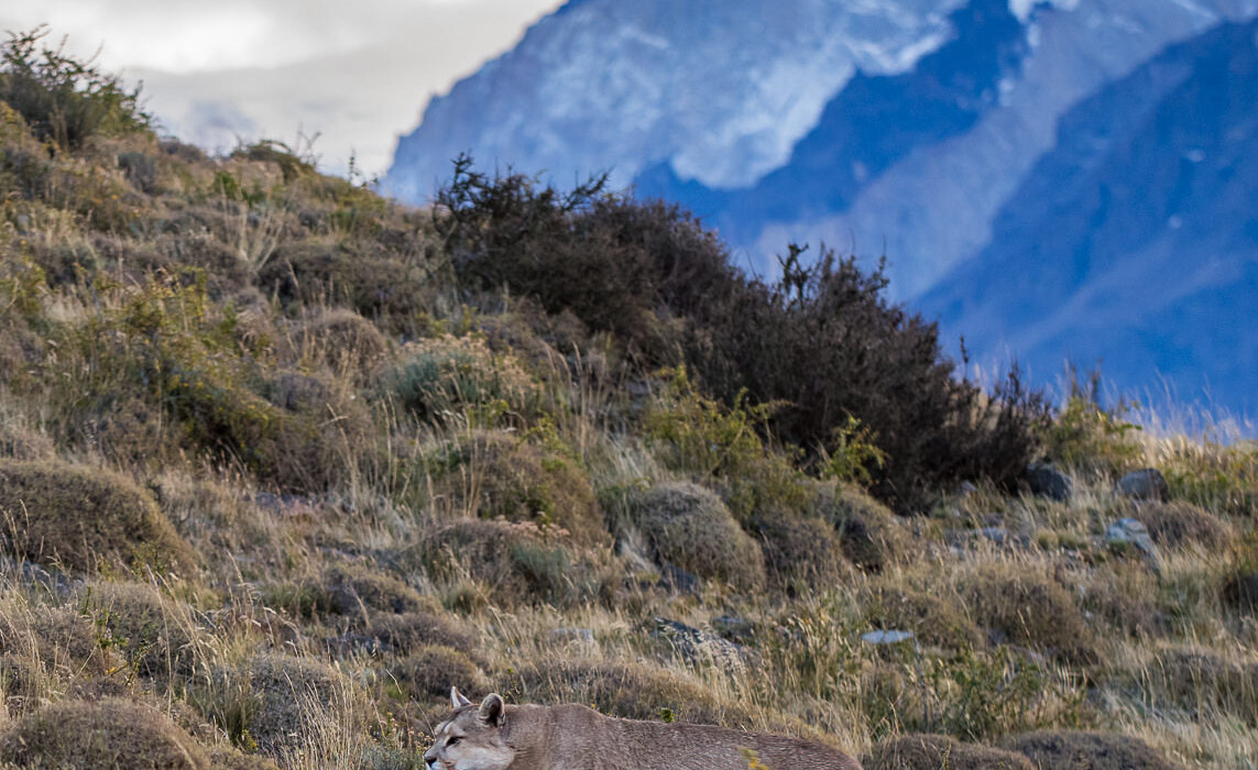 Puma, Chile