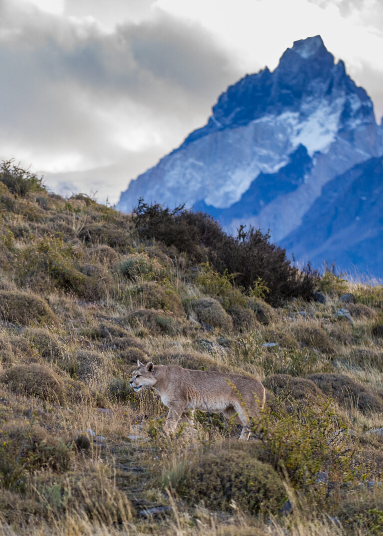 Puma, Chile