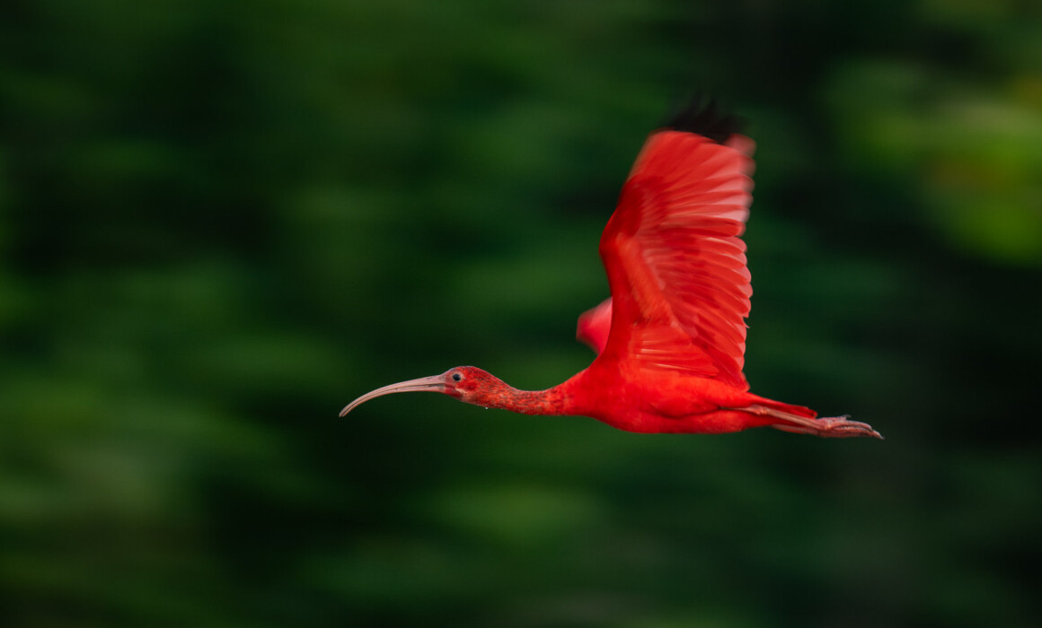 Scarlet Ibis, Guyana