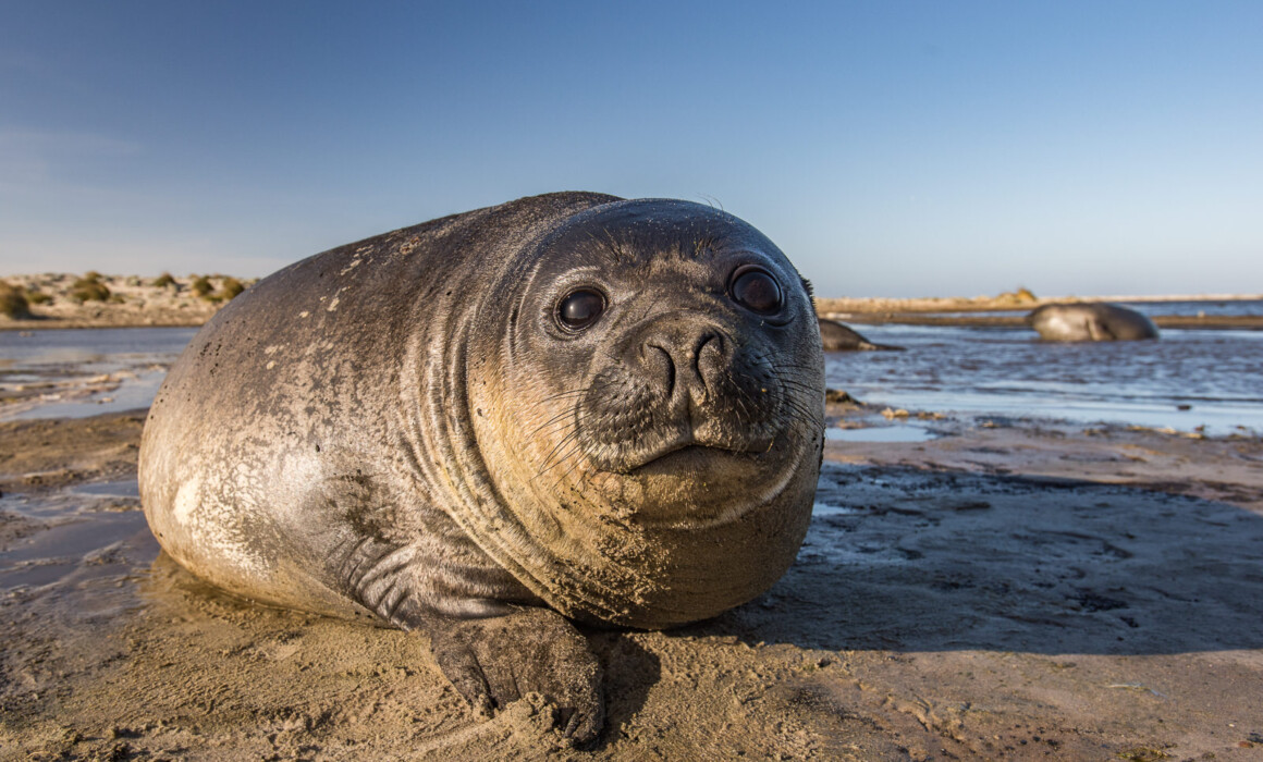 Juvenile Southern Elephant Seal, Sea Lion Island, Falkland Islands