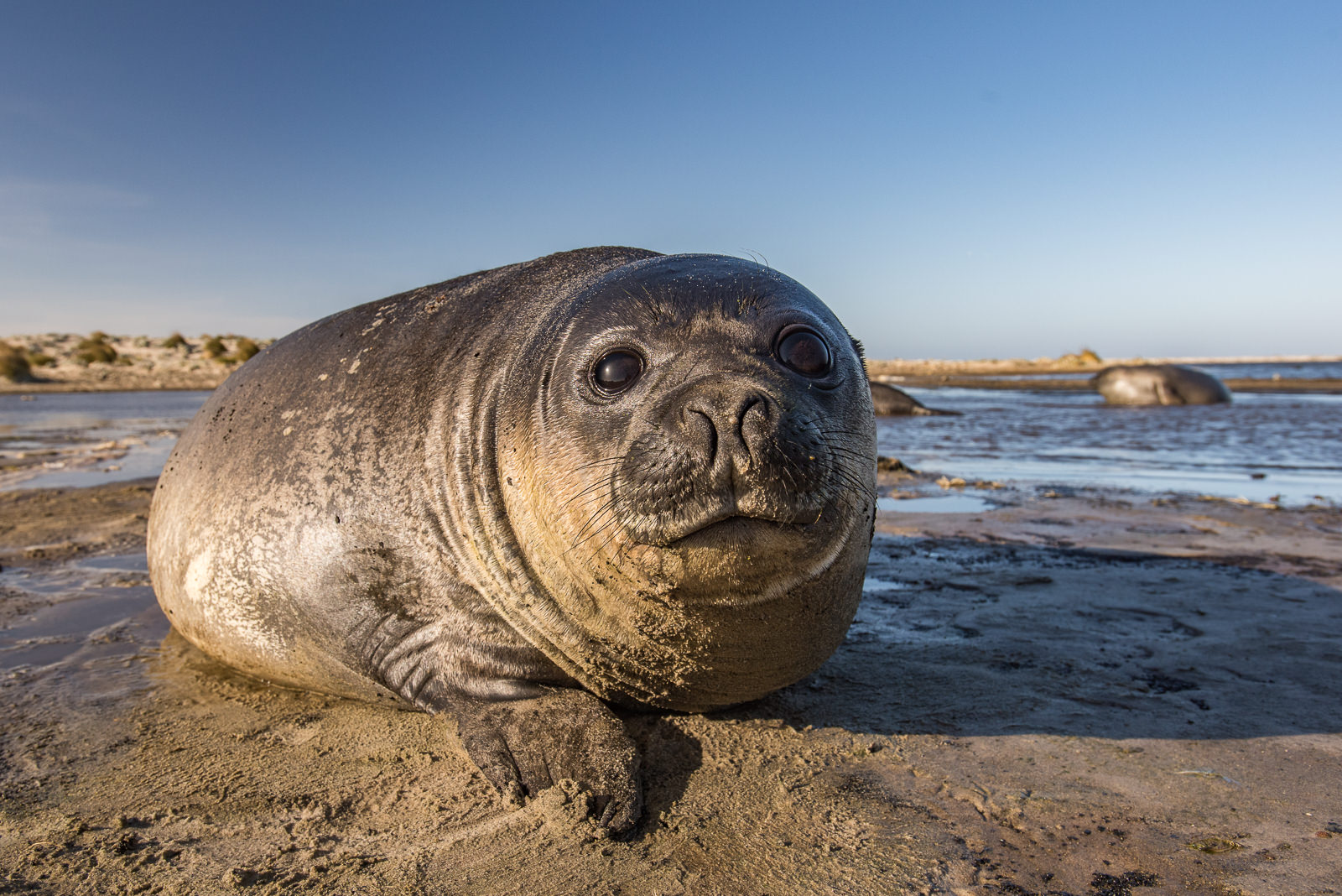 Juvenile Southern Elephant Seal, Sea Lion Island, Falkland Islands