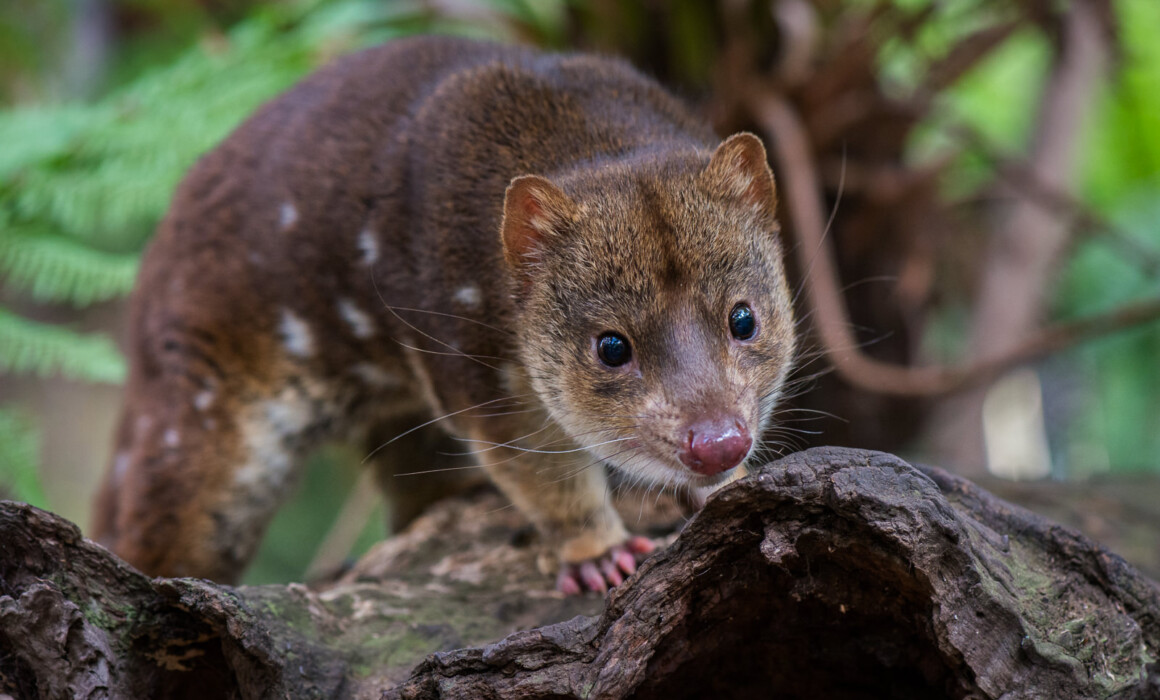 Spotted Quoll, Australia