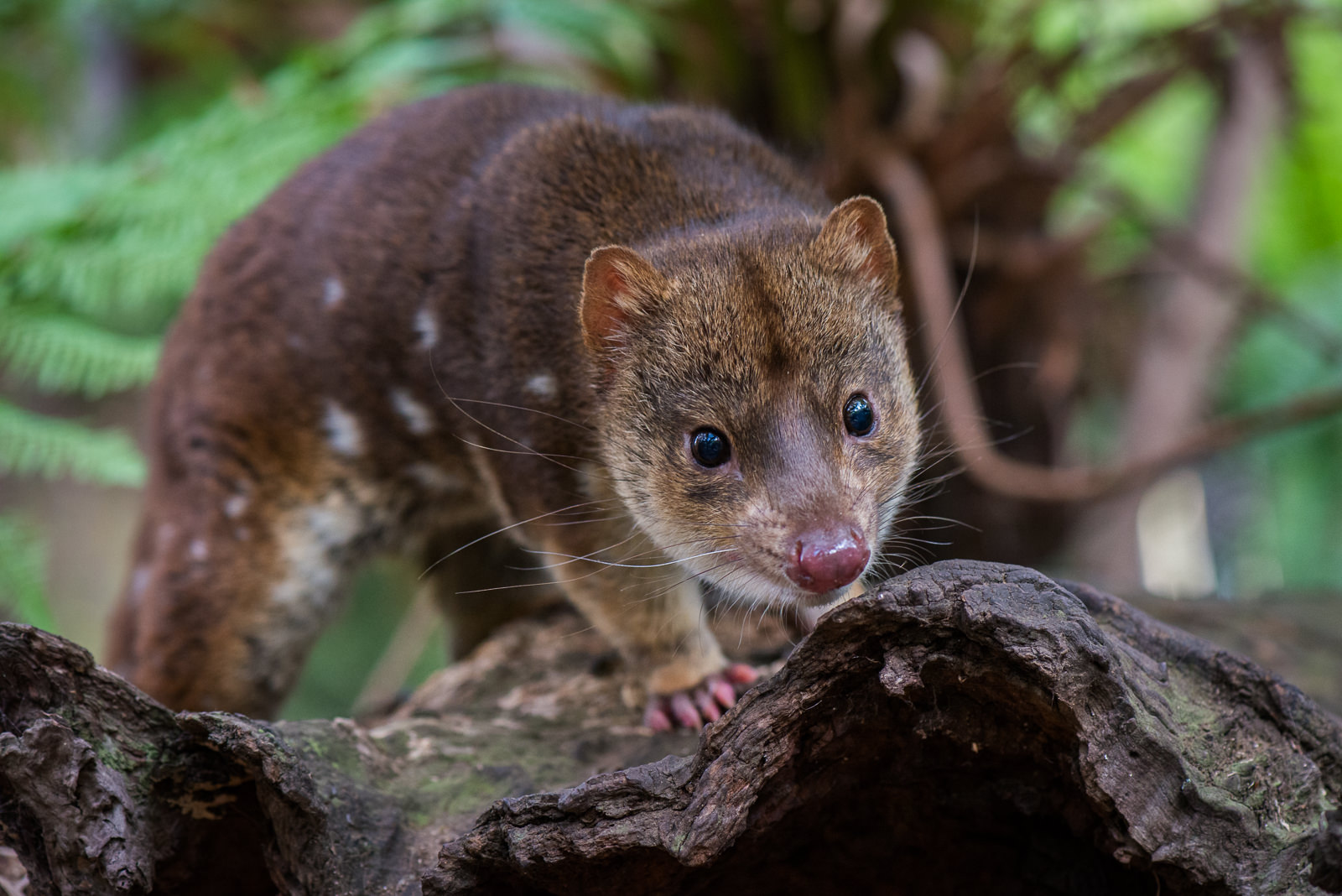 Spotted Quoll, Australia