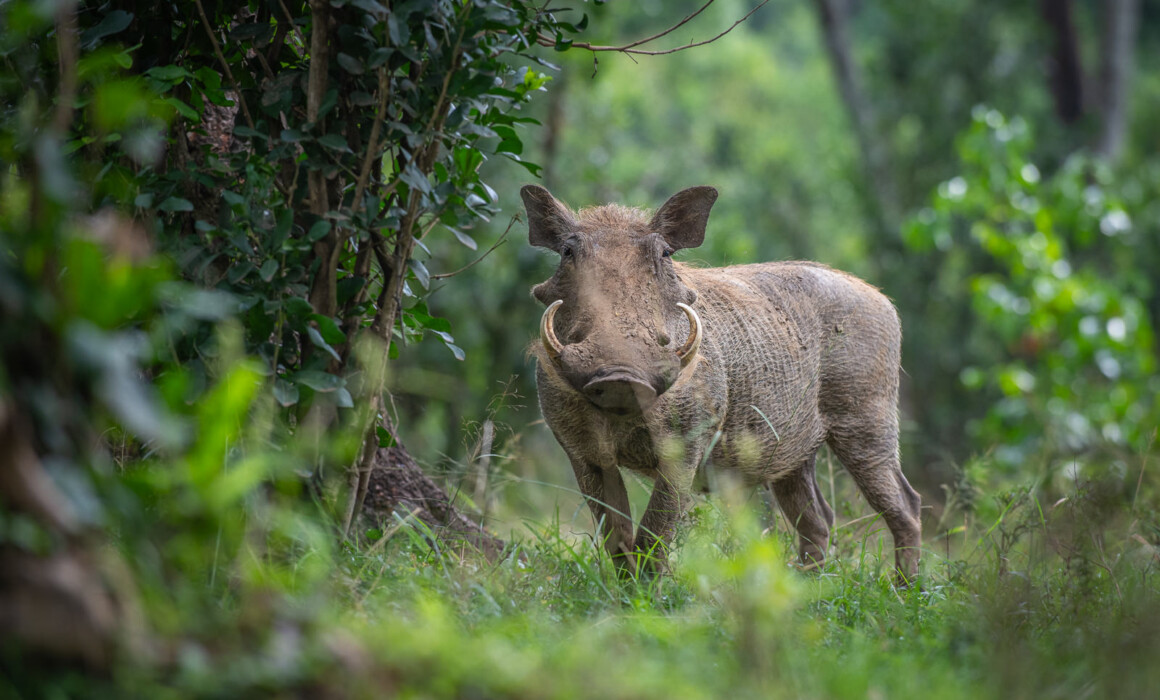 Warthog, Kenya