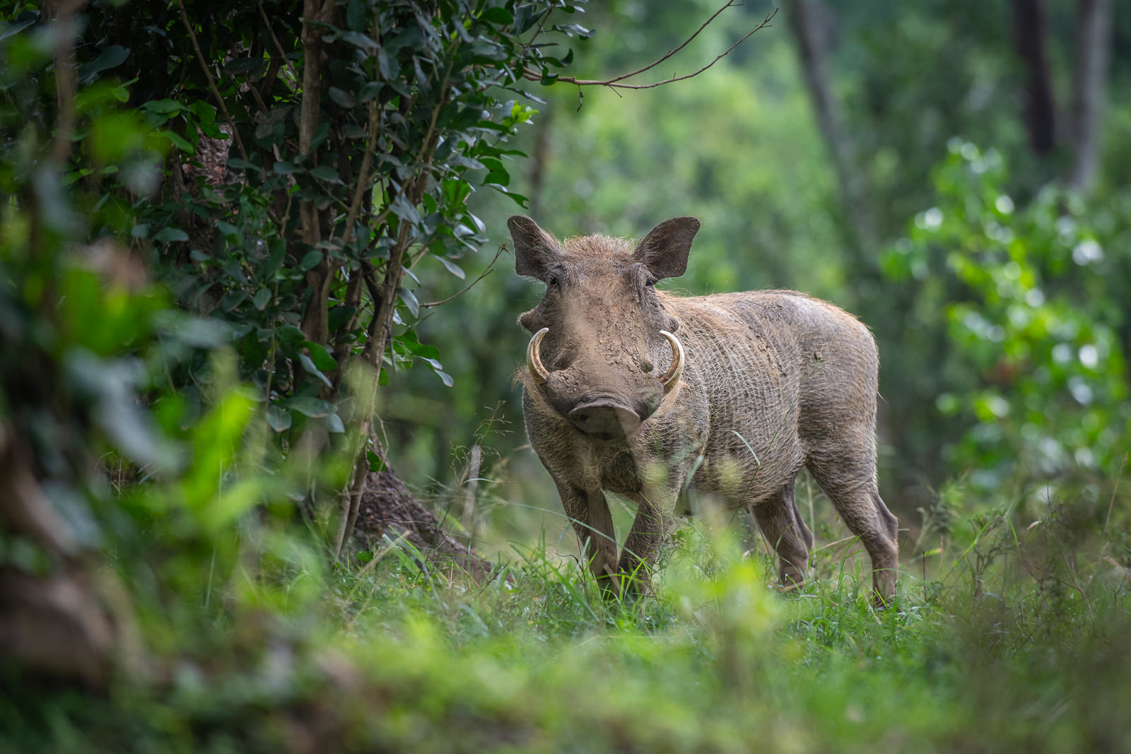 Warthog, Kenya