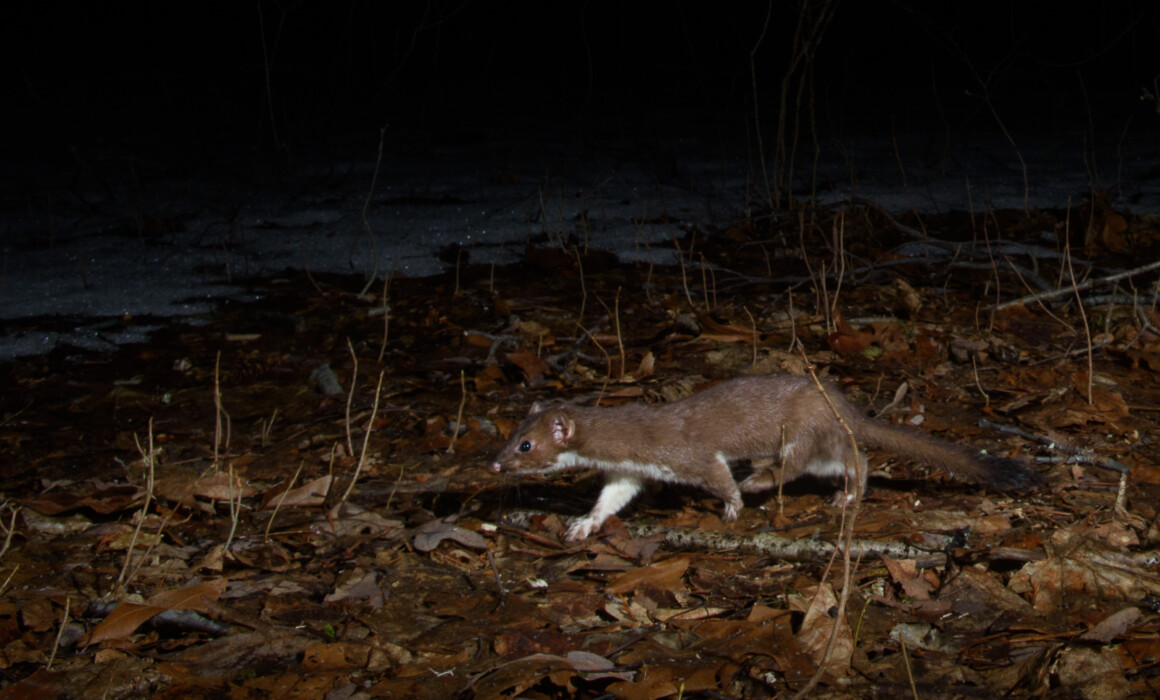 Short-Tailed Weasel,, Connecticut