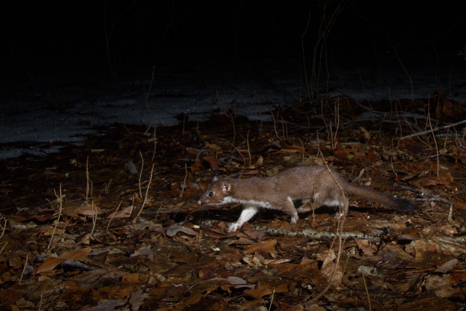 Short-Tailed Weasel,, Connecticut