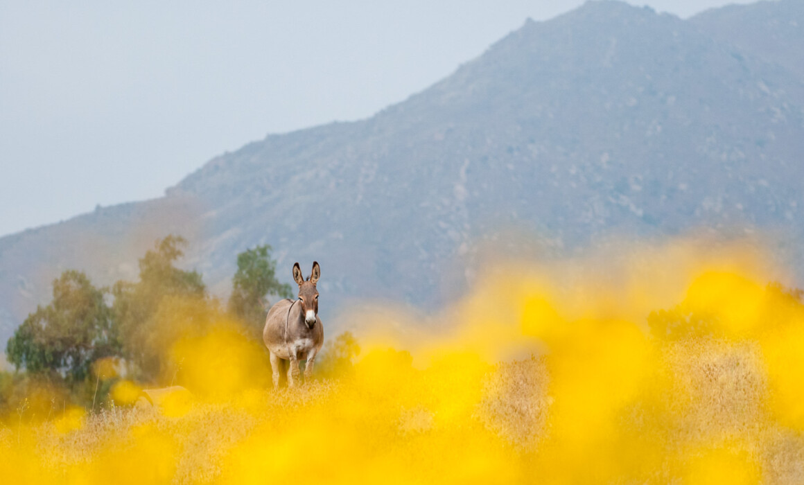 Wild Burro, Californa
