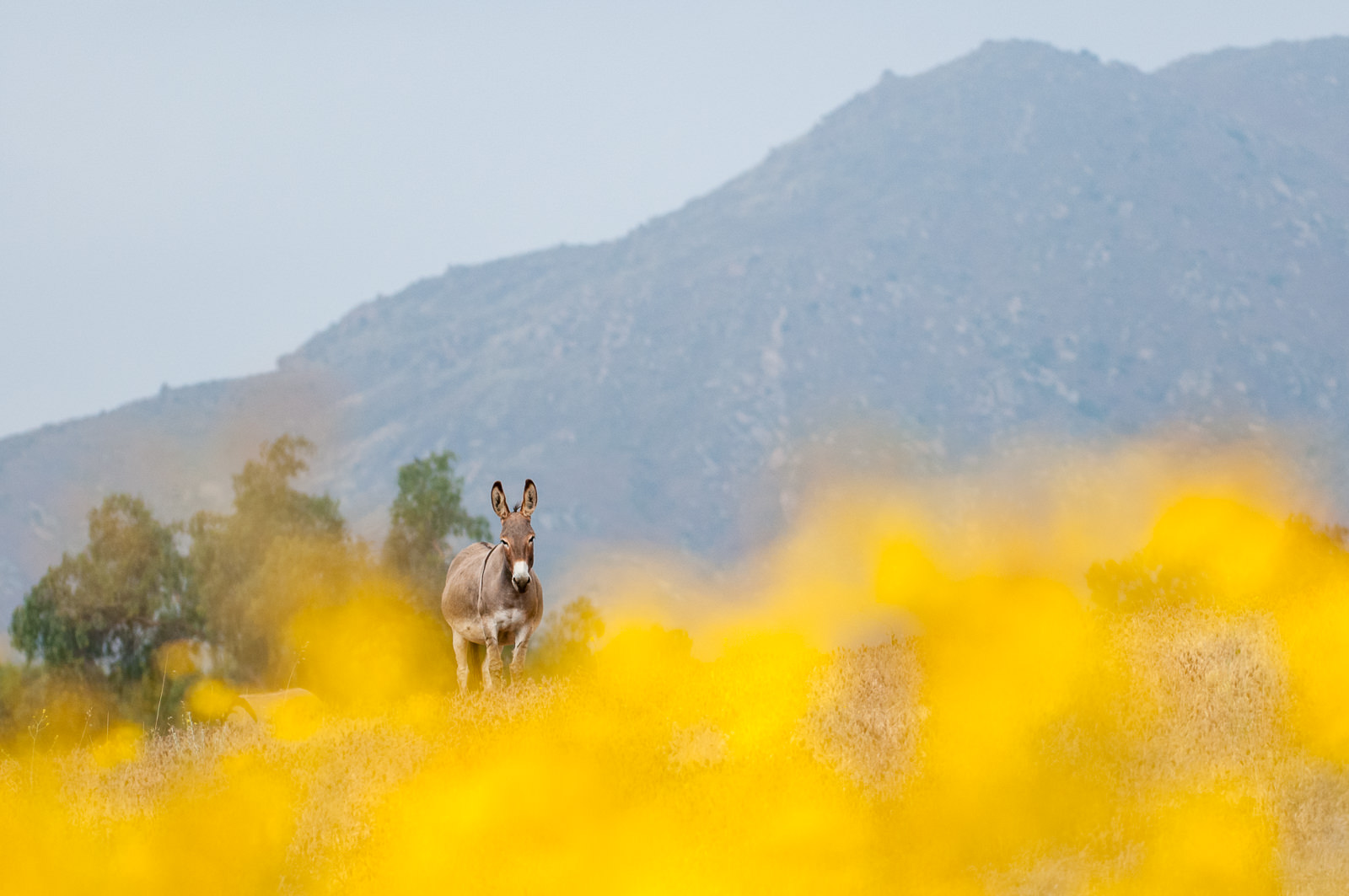 Wild Burro, Californa