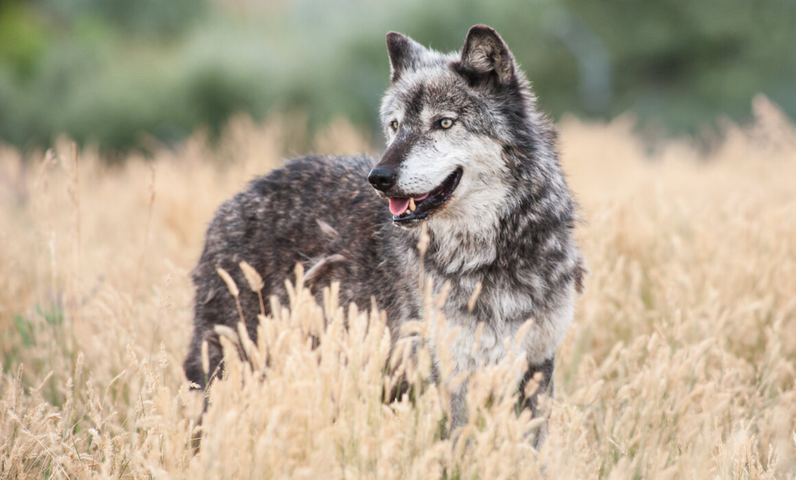 Grey Wolf, South Dakota