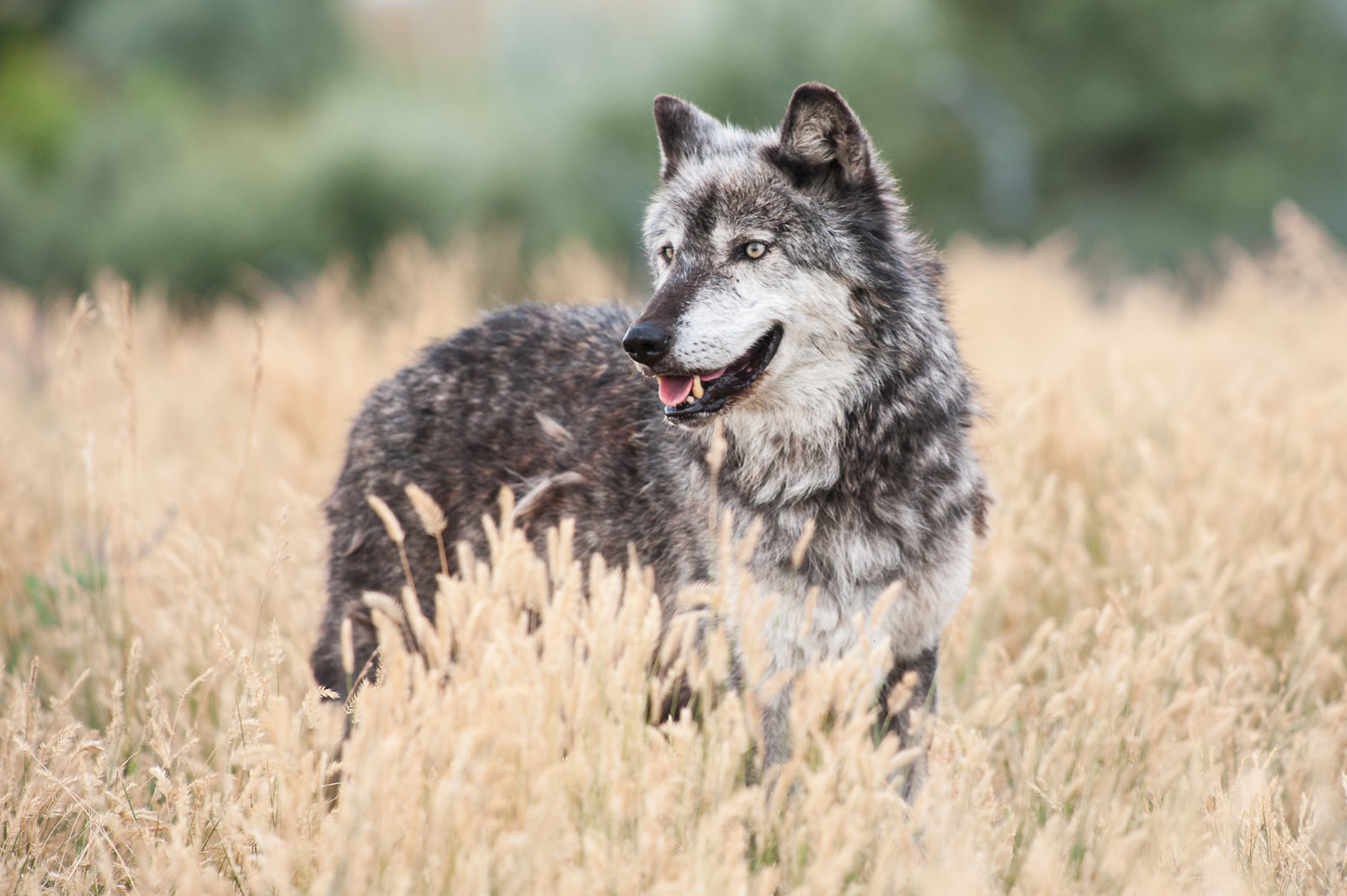 Grey Wolf, South Dakota